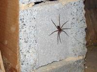 Big Wolf Spider