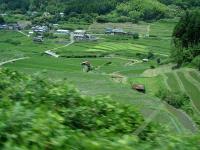 Rice Paddies