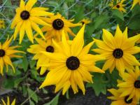 Black eyed susans