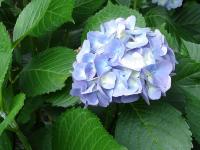 Hydrangea