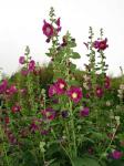 Tall Pink Flowers