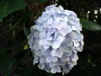 Hydrangea 3