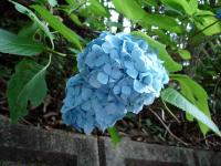 Hydrangea 4