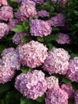 Pink Hydrangeas