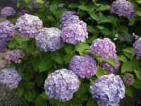 Hydrangea 8