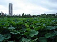 Ueno Lotus Lake Thingie