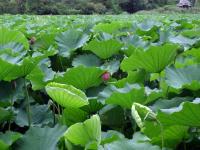 Lotus Bud