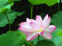 Lotus Flower