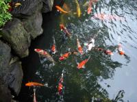 Koi Pond at Asakusa