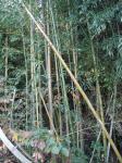 Pathside Bamboo