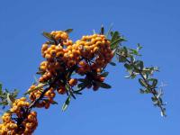 Berry-Fruits Close Up