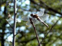 Dragonfly Close Up