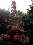 Pumpkin tree!