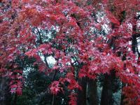 Red Maple