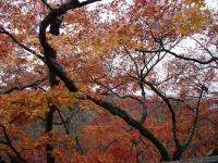 Orange Leaves