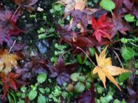 Path Foliage