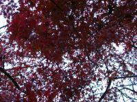 Kiyomizu Momiji