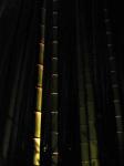 Night Bamboo