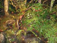 Bamboo Water Fountain