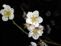 White Plum Blossoms