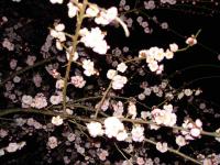 Light Pink Plum Blossoms