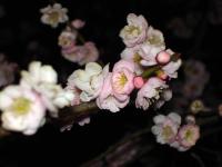 More Pale Pink Ume