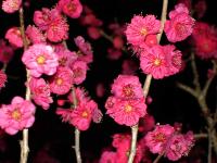 Dark Pink Plum Blossoms