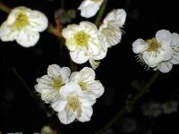 White Ume