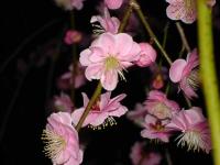 Pinkish Plum Blossoms