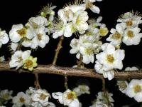 White Ume at Night