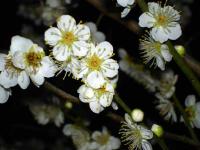 Cutie Plum Blossoms