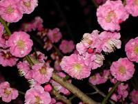 Double Pink Plum Blossoms