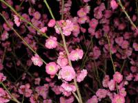 Pink Plum Tree