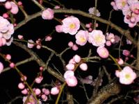 Light Pink Plum Branches