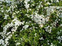 White Flowers