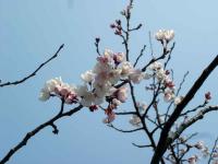 Sakura in Nagoya