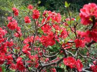 plum blossoms at fushimi inari