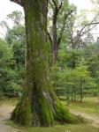 Mossy Tree