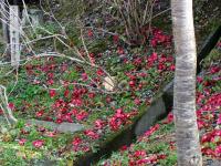 Camellia Blossoms