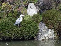 Heron in Pond