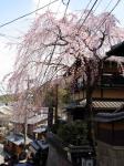 Cherry Blossoms on Ninnen-zaka