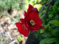 Red Plum Blossoms