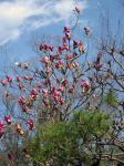 Pink Japanese Magnolia