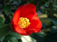 Red Camellia