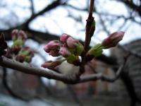 Cherry Blossom Buds