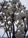 White Japanese Magnolia