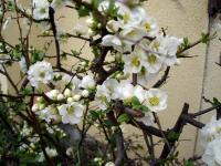 White Plum Blossoms