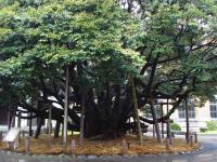 Huge Tree's Trunks