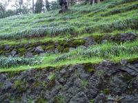 Mossy Wall