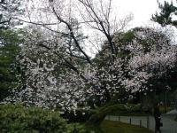 Cherry Tree!